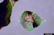 Marssonina Leaf Spot/Blight